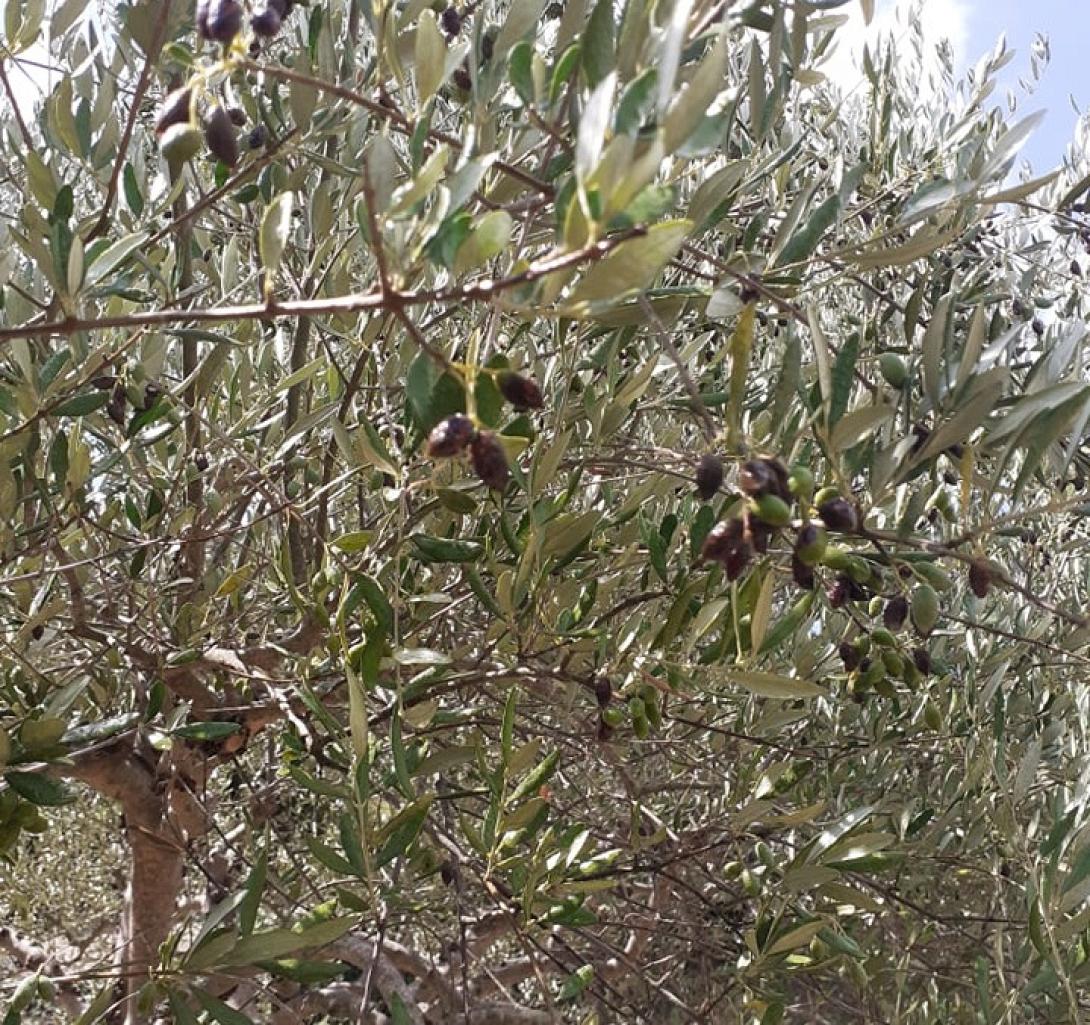 ελιές