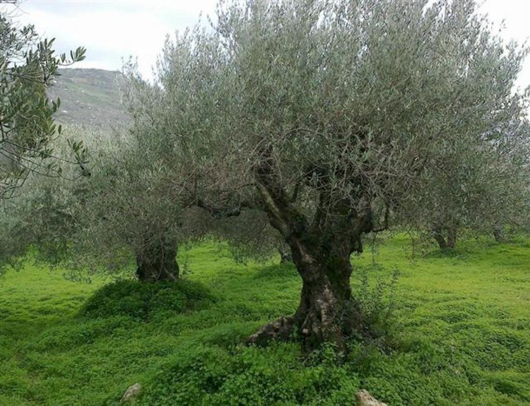 Υπεραιωνόβιες ελιές φυτεύει ο Ροταριανός Όμιλος Ηρακλείου