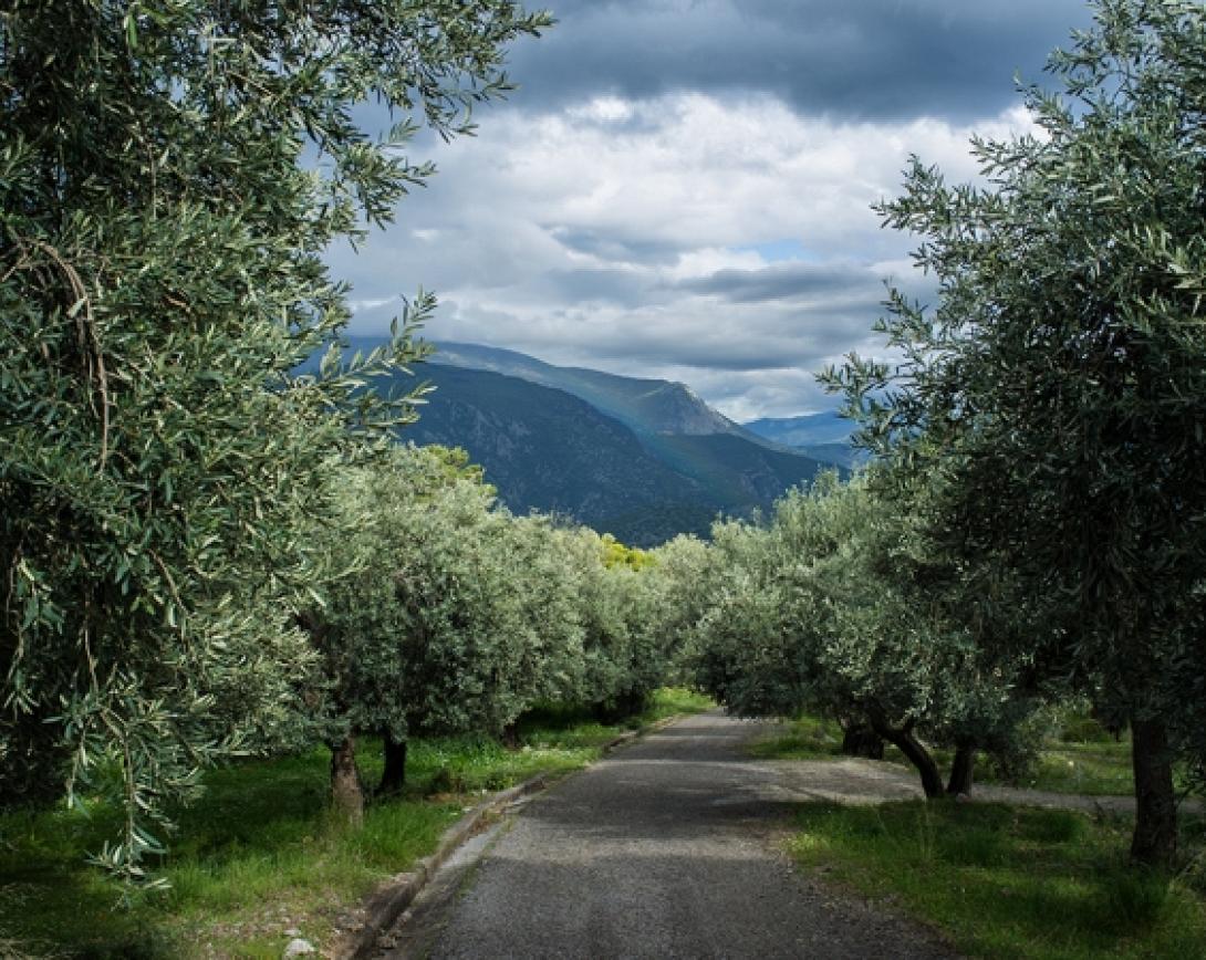 βροχή καλλιέργειες