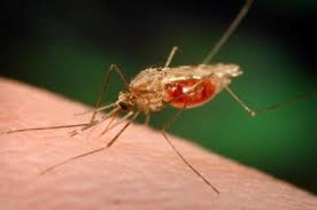 Λήξη συναγερμού: Με ελονοσία οι δύο Έλληνες και όχι με Έμπολα, λέει το υπουργείο Υγείας