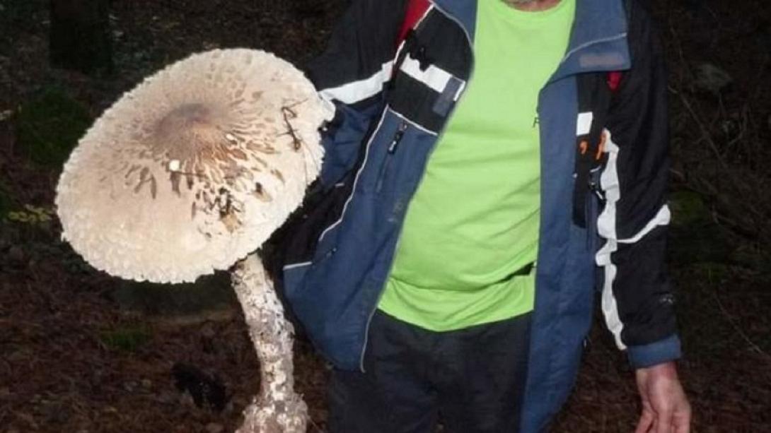 Βρήκαν μανιτάρι γίγας ύψους σχεδόν μισού μέτρου.jpg