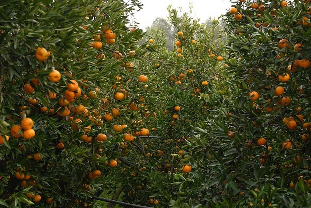 Σκαθάρι καταστρέφει τα εσπεριδοειδή στις ΗΠΑ