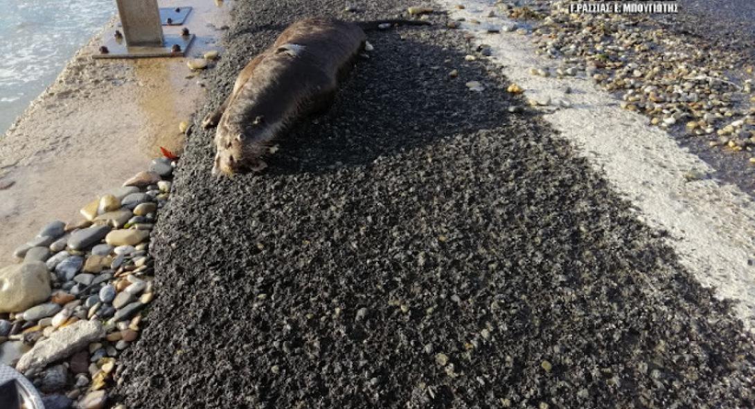Εντοπίστηκε νεκρό ένα από τα πιο σπάνια θηλαστικά στην Ευρώπη.jpg