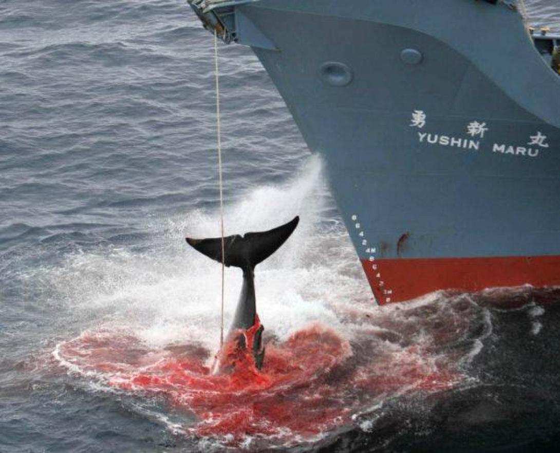 Εικόνες φρίκης από τη θανάτωση φαλαινών 