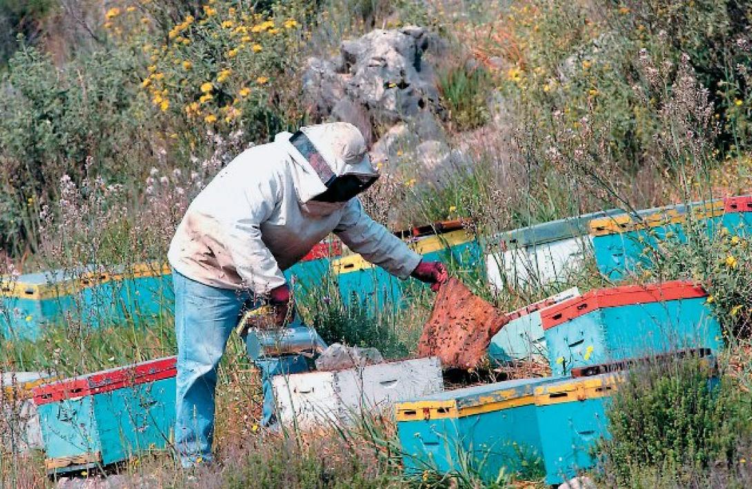 Ενίσχυση της μελισσοκομίας με 4 εκατ.ευρώ
