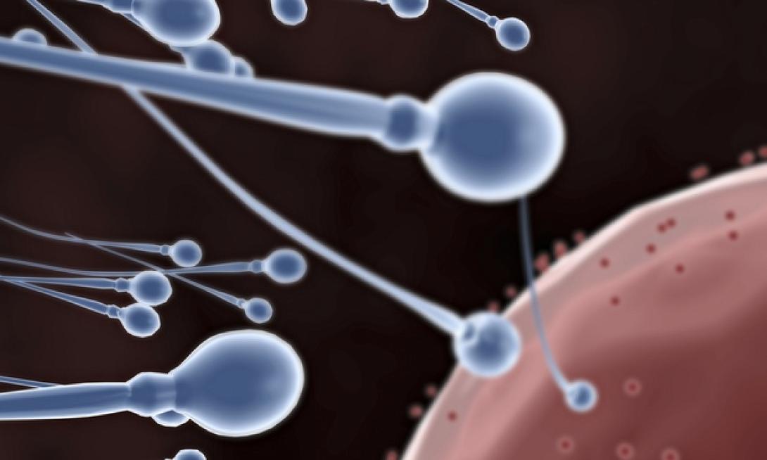 fertilisation-012.jpg