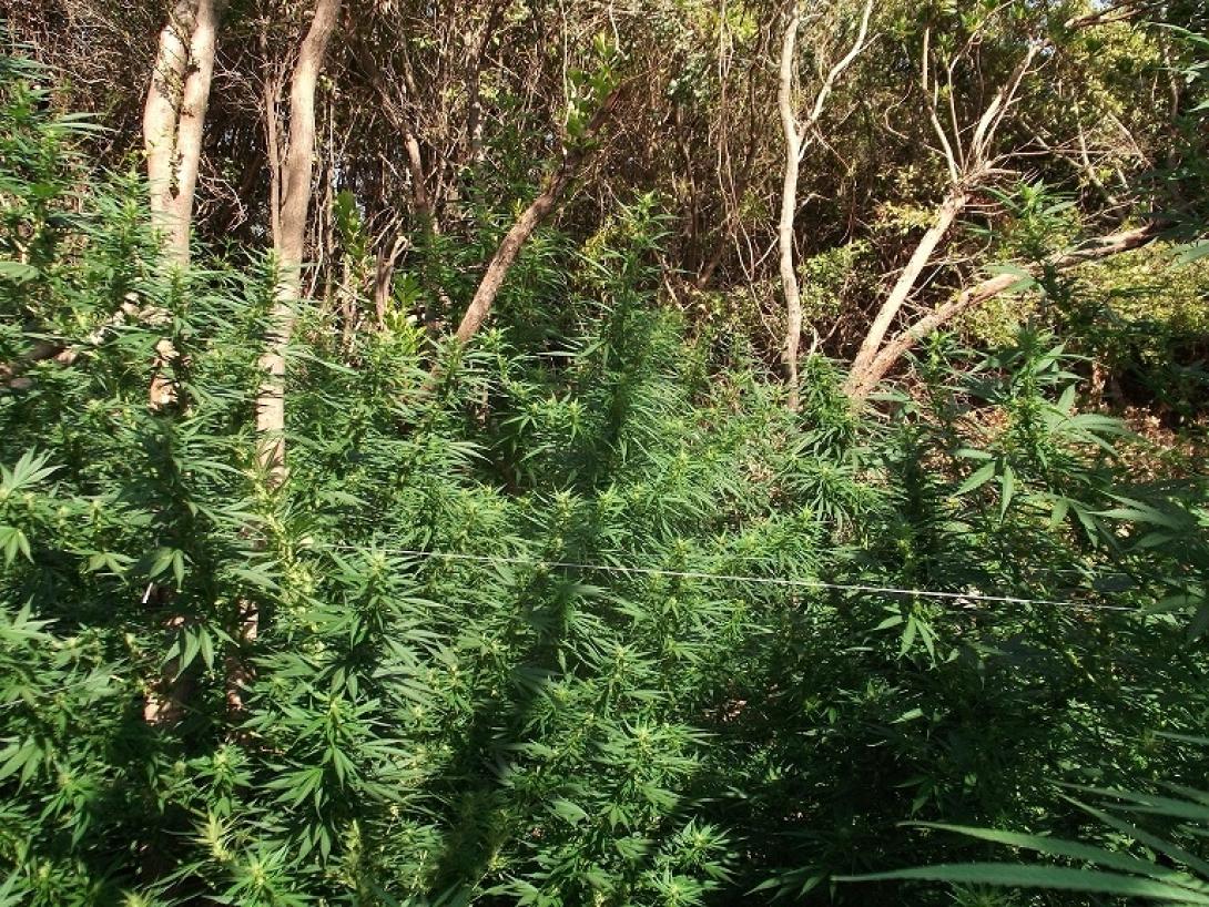 Ισόβια κάθειρξη σε 37χρονο, για φυτεία 1006 δενδρυλλίων κάνναβης στα Χανιά