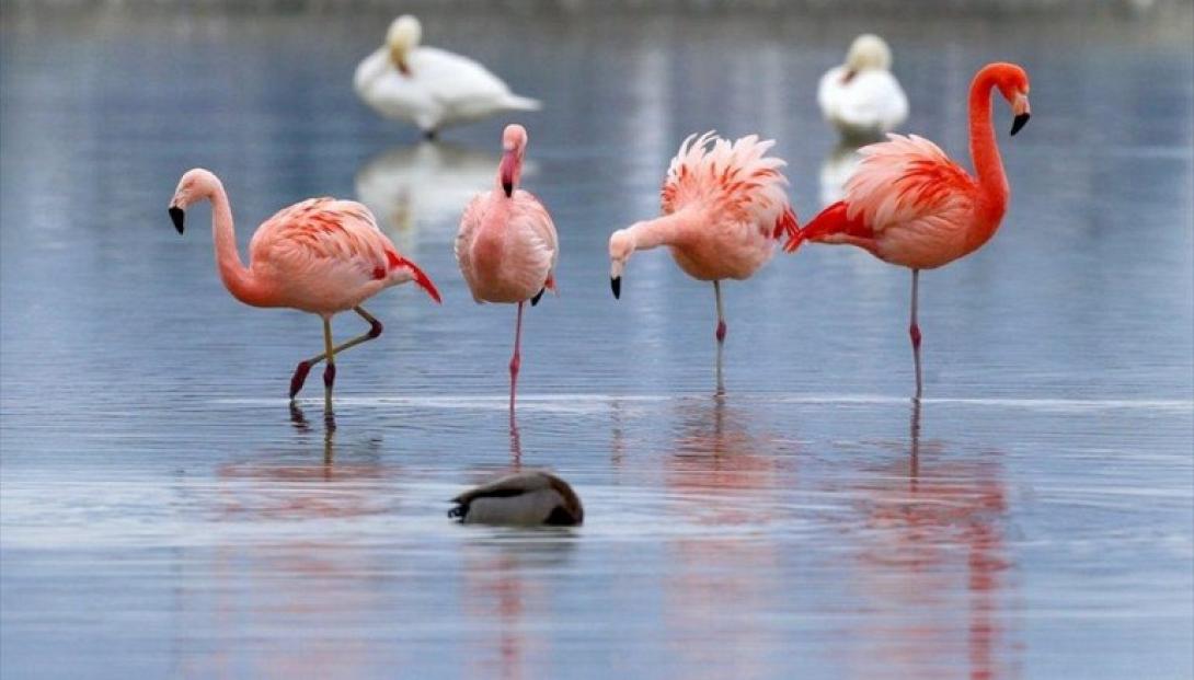flamingko-sto-nero-770x439_c.jpg