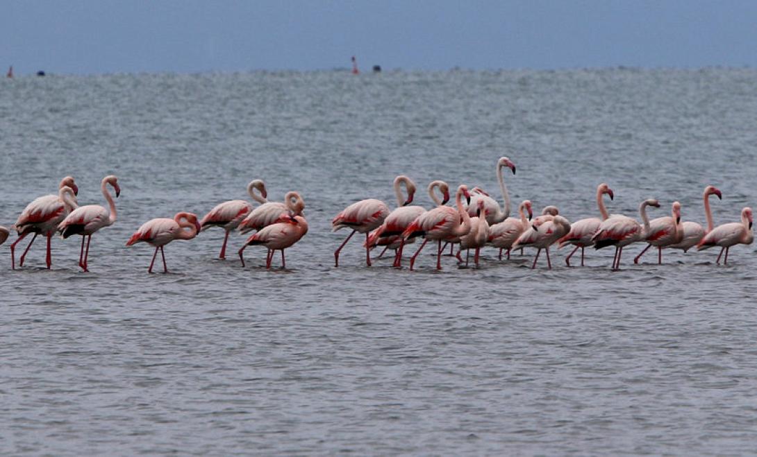 flamingo.jpg