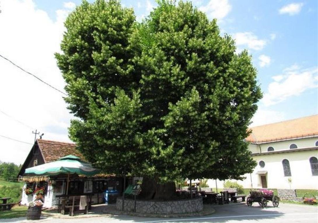 flamouria-600-x-451-600x420.jpg
