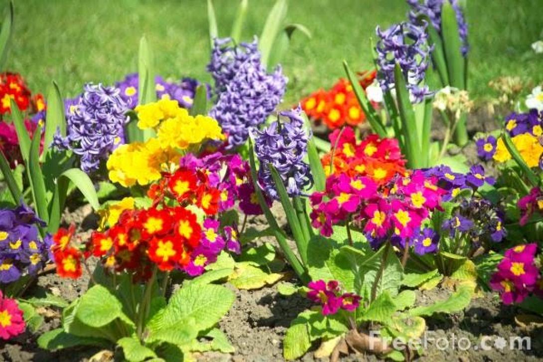 flowers.jpg