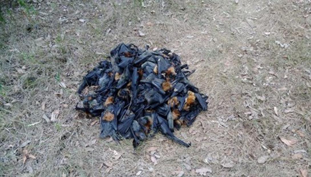 flying_foxes.jpg