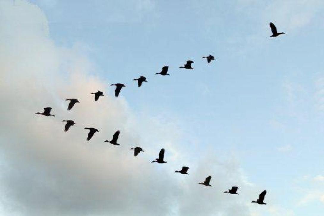 flyingbirds.jpg