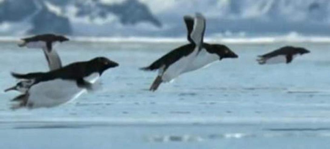 flyingpenguins.jpg