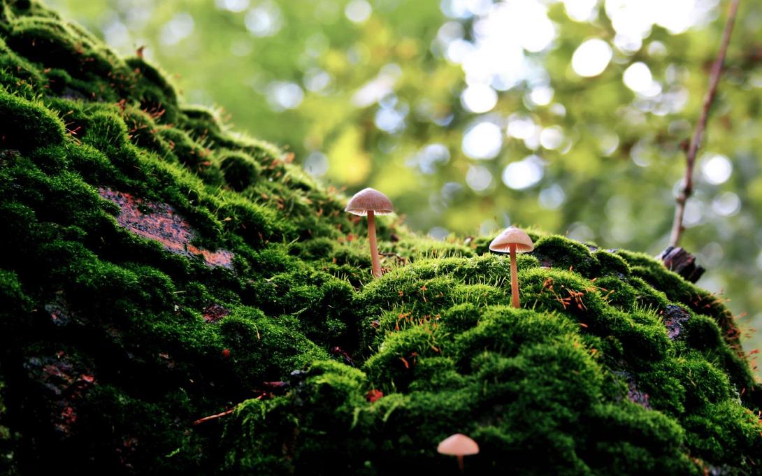 forest-moss