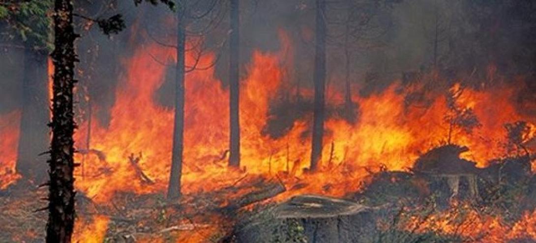 Διεκόπη η δίκη του 22χρονου κτηνοτρόφου