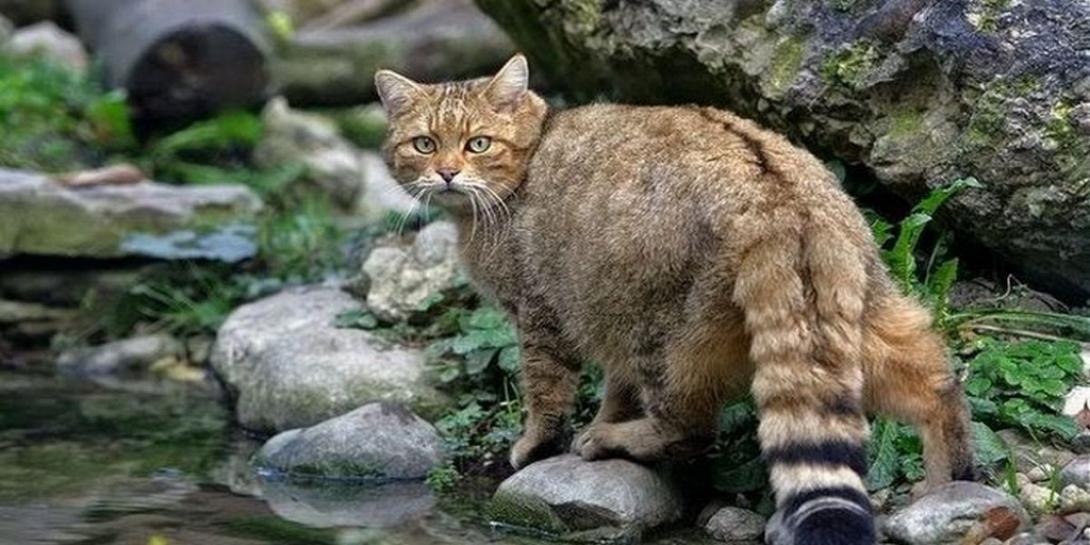 Ο κρητικός αγριόγατος ή Φουρόγατος 