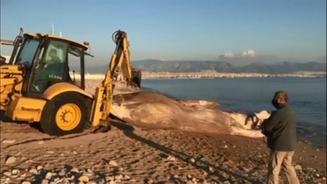 Νεκρή φάλαινα ξεβράστηκε στη Φρεαττύδα 