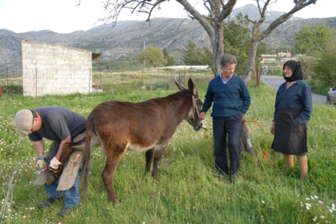 Ξεκινά τη φροντίδα ιπποειδών η Φιλοζωική Κρήτης