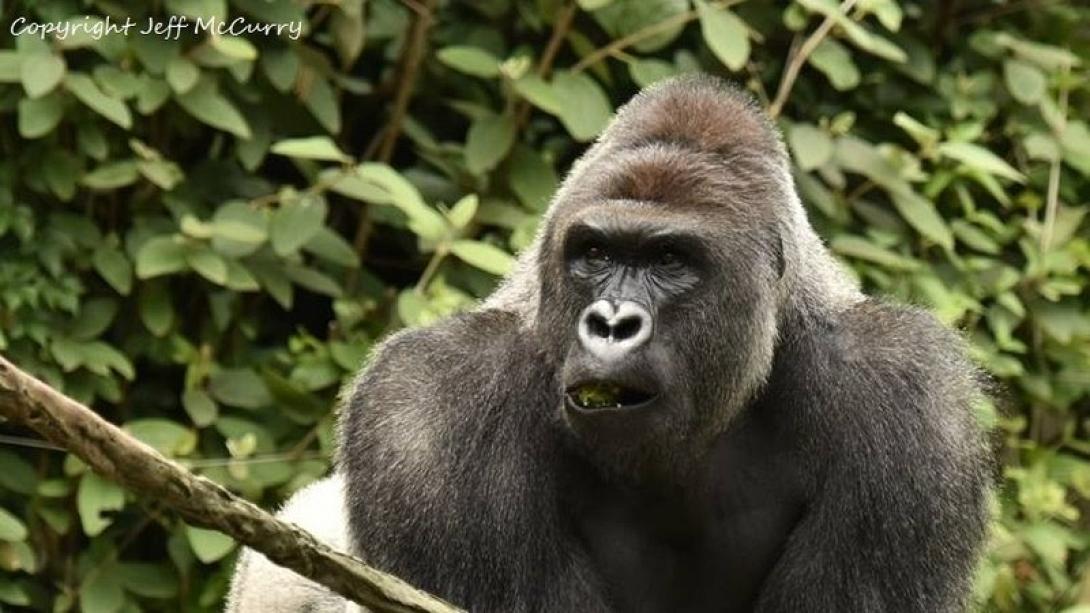 gorilla killed
