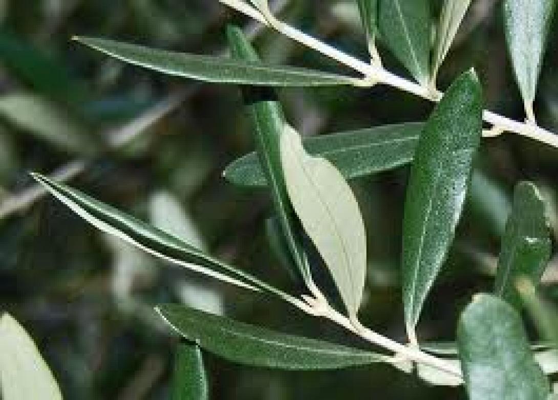 ΕΛΓΑ: Να αποφεύγουν τις άσκοπες αιτήσεις αποζημίωσης οι ελαιοπαραγωγοί 