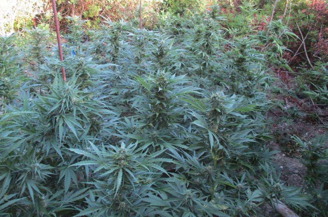 νέα χασισοφυτεία στον Μυλοπόταμο