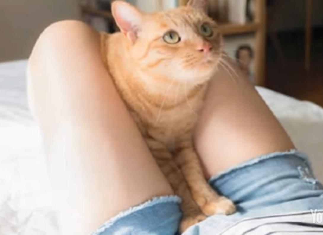 gata.png