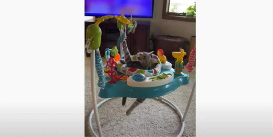 γατα παιχνιδι