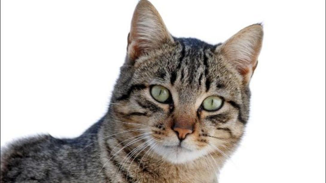gata.jpg