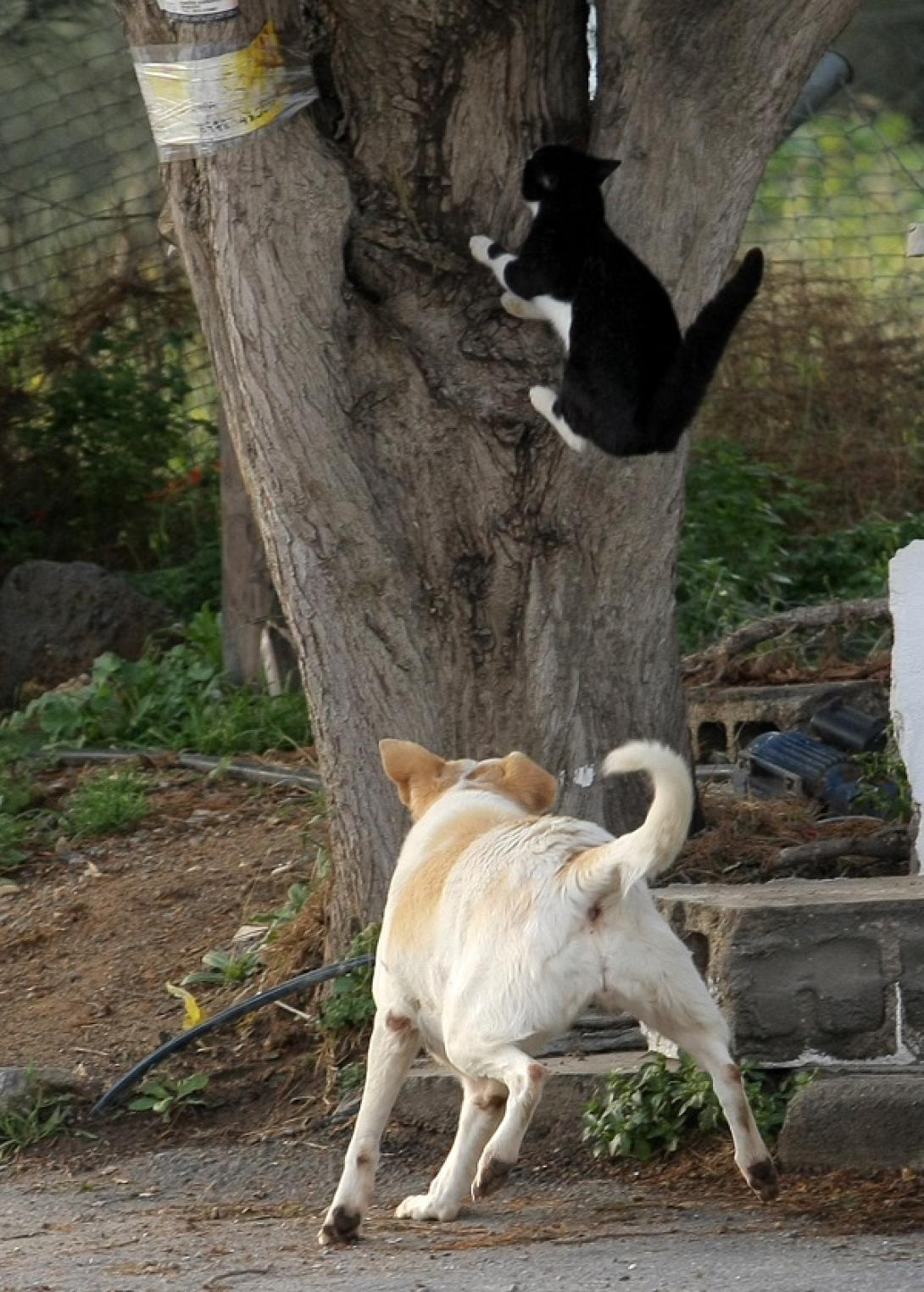 Ένας διαφορετικός ... καυγάς στο Ηράκλειο (φωτογραφίες)