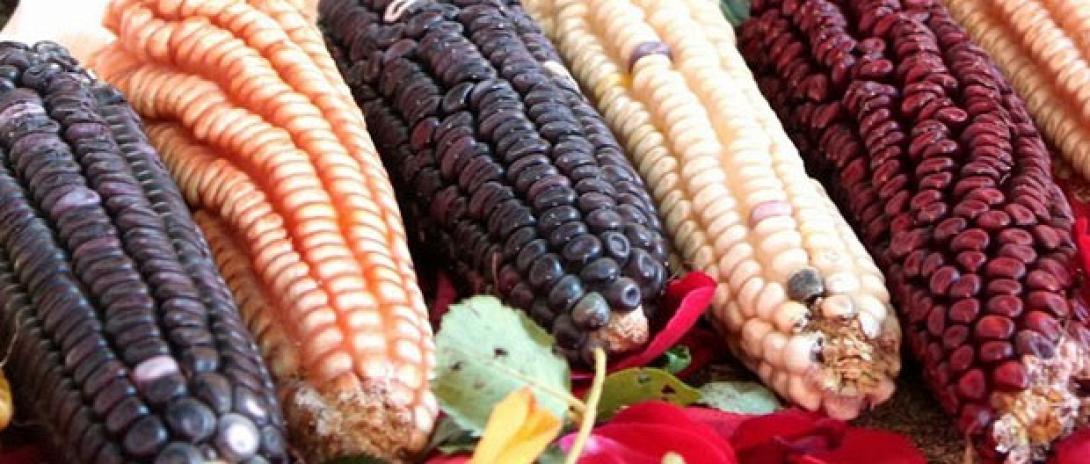 Με τη σύμφωνη γνώμη της Ε.Ε η καλλιέργεια γενετικά τροποποιημένων ειδών