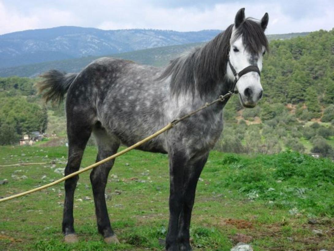 georgalidiko.jpg