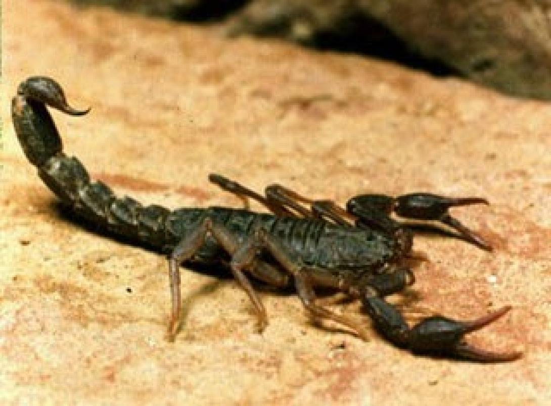 giant_scorpion.jpg