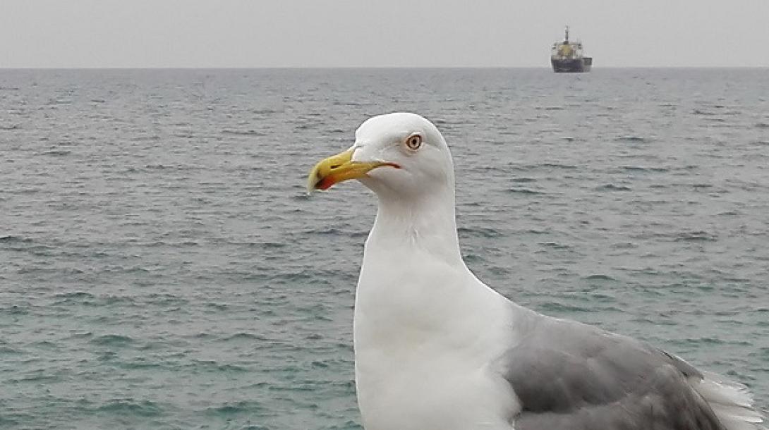 Γλάρος