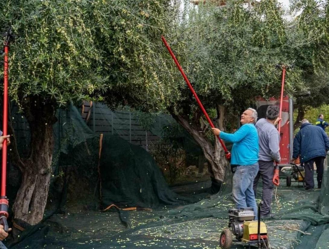 γλυφάδα ελιές