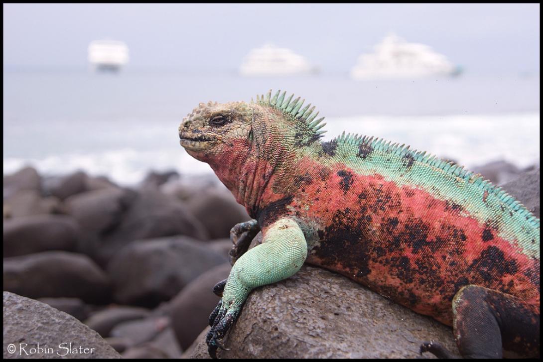 pink iguana.jpg