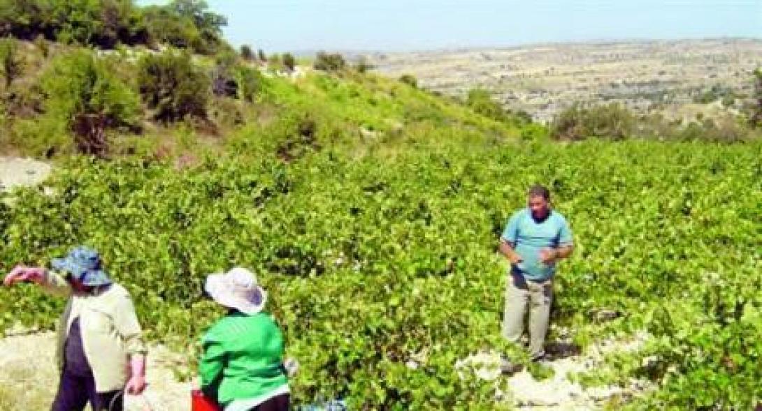  Ανταπόκριση των αμπελουργών στην ηλεκτρονική δήλωση συγκομιδής