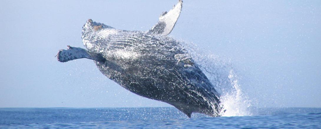 greywhale-2.jpg