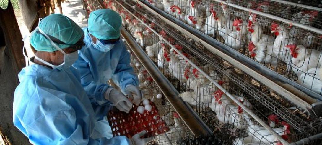 Αίγυπτος: Μια 30χρονη γυναίκα είναι το δεύτερο θύμα της γρίπης των πτηνών 