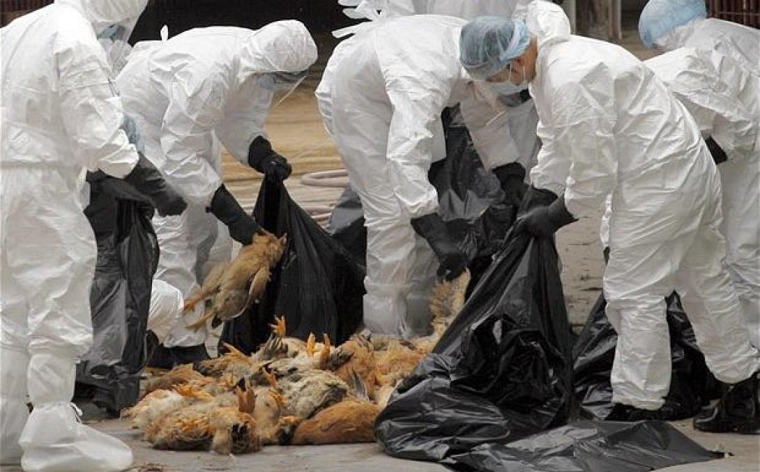 Τρίτη εστία της γρίπης των πτηνών σε ολλανδική φάρμα