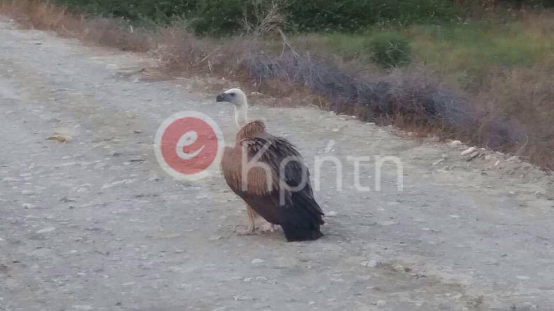Γυπαετός