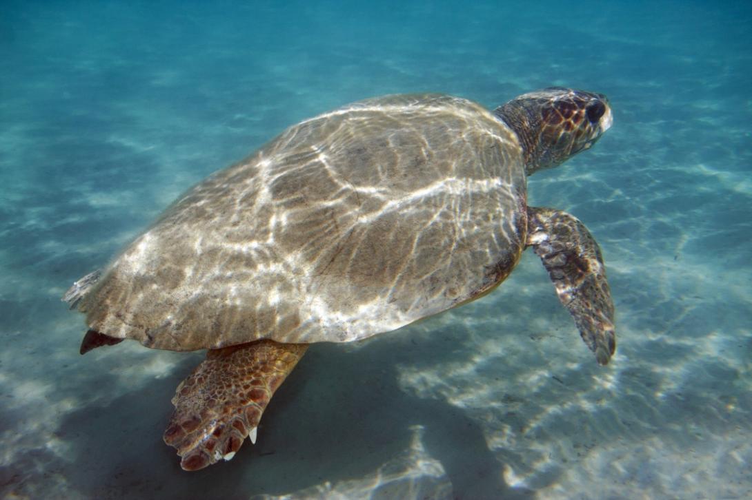 h-kareta-kareta-underwater-shot-of-loggerhead-sea-turtle-caretta-caretta-swimming-zakynthos-island-greece-207-0ef5.jpg