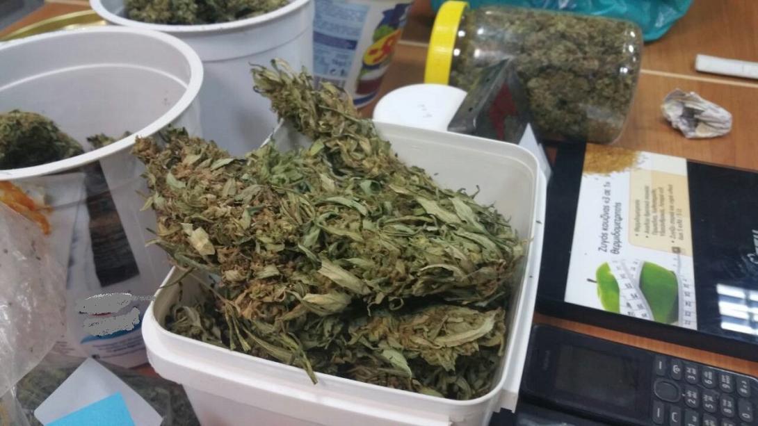 χασισοδεντρα