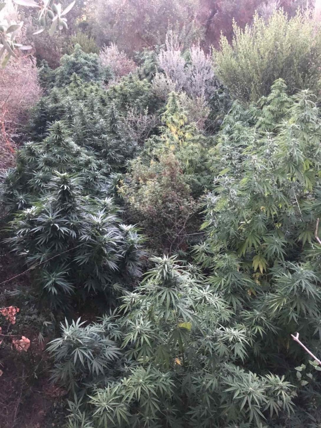 νέα χασισοφυτεία