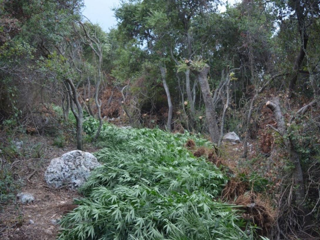 χασισοφυτεία χανιά