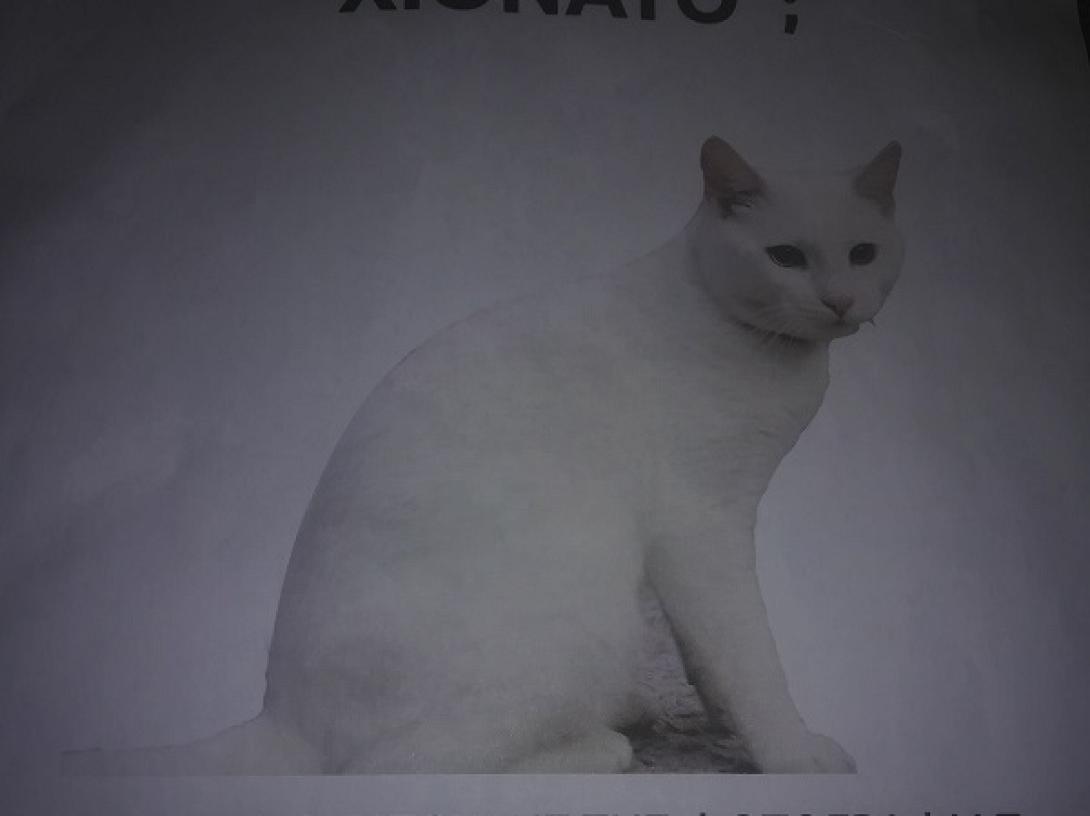 χιονάτος