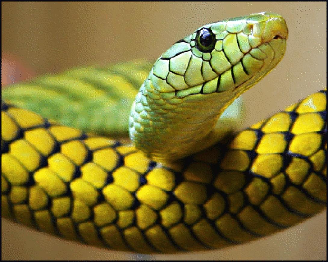 Ξαναγράφεται η ιστορία των φιδιών!