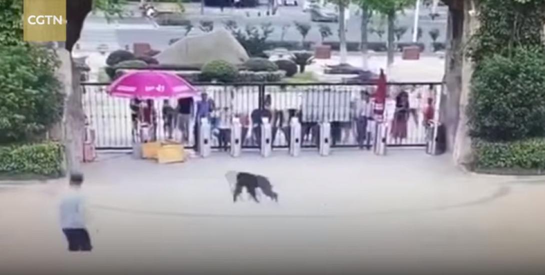 χιμπαντζής κίνα