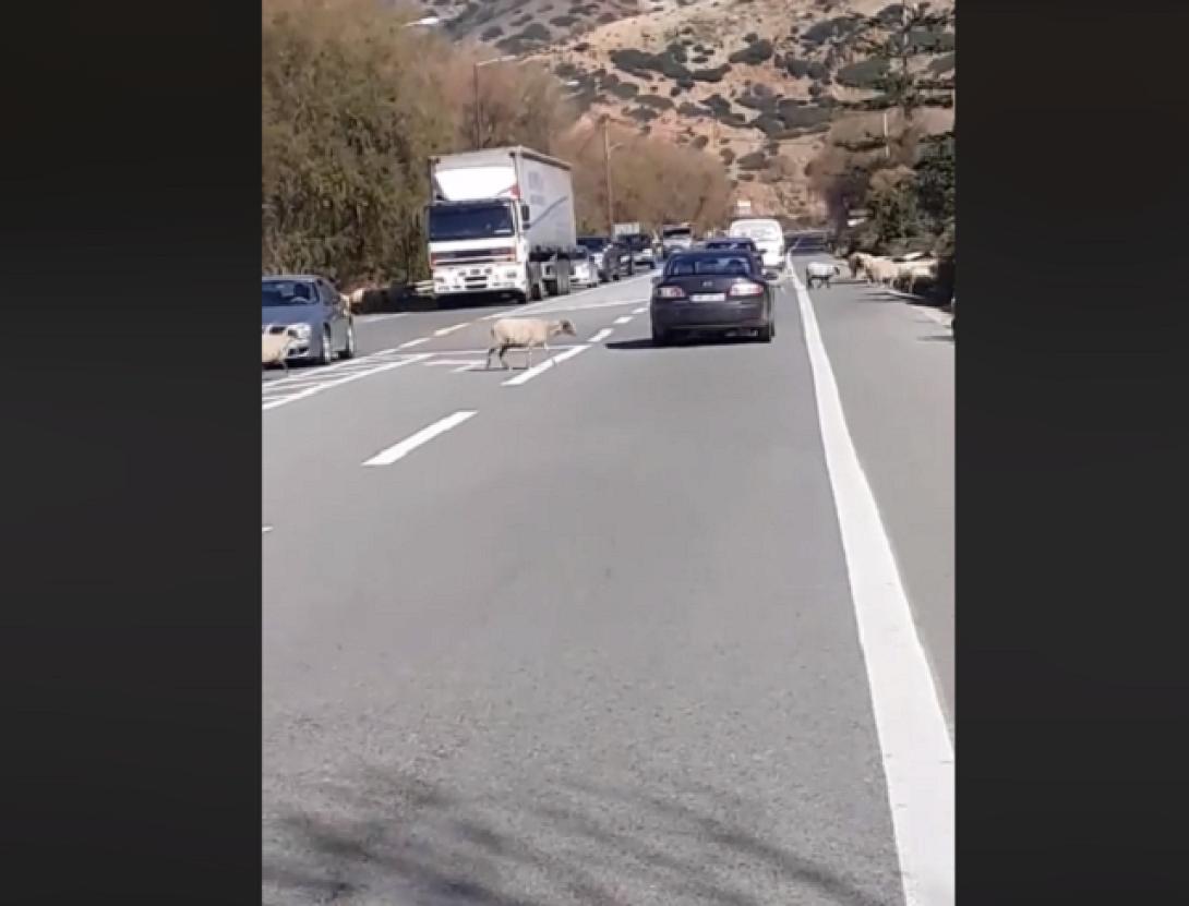 πρόβατα