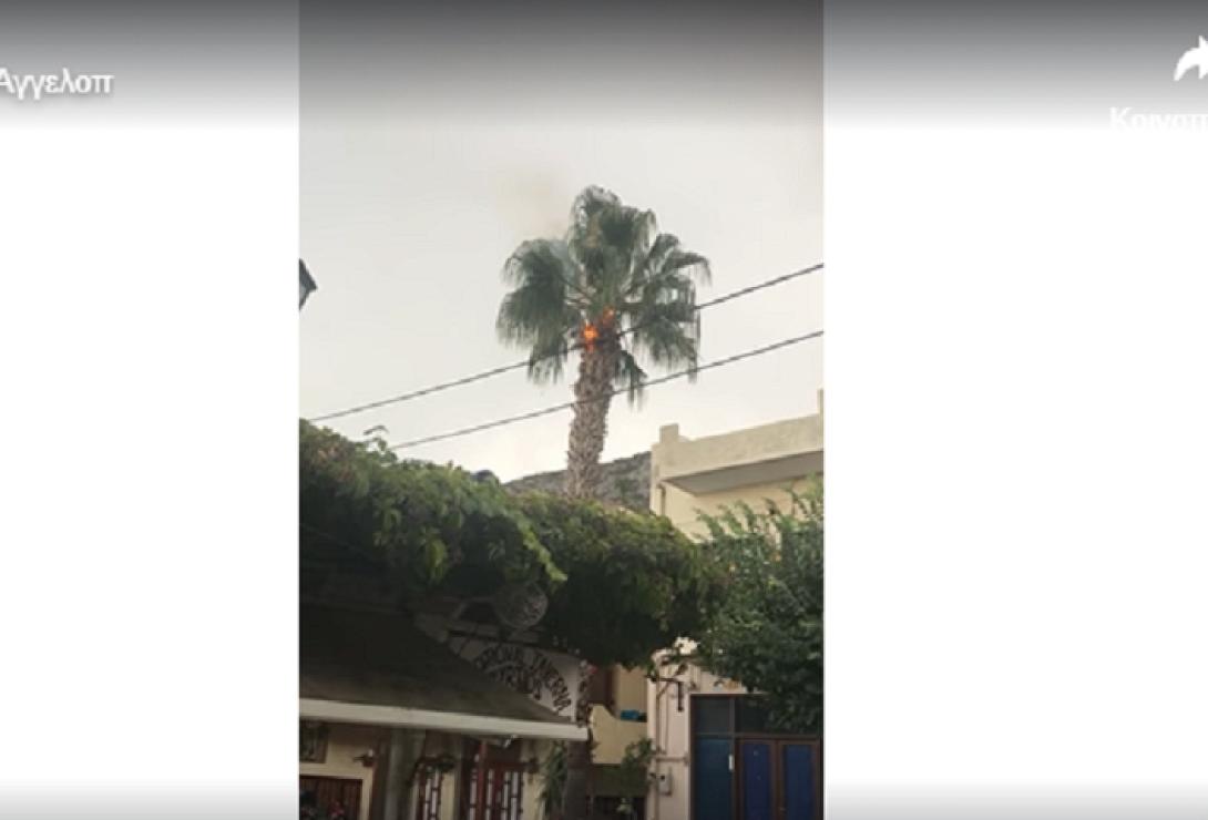 φωτια σε φοίνικα